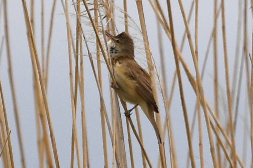Great Reed Warbler